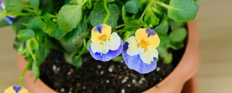 角堇-堇菜科堇菜属