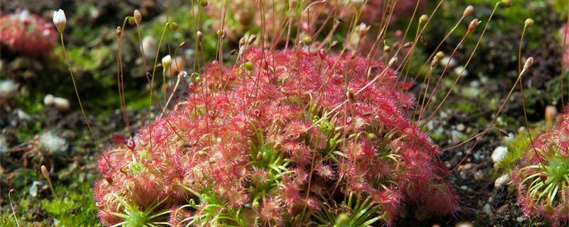 捕虫堇-狸藻科捕虫堇属