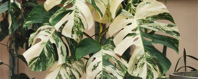 白锦龟背竹-天南星科龟背竹属