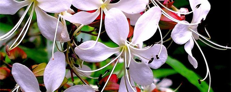 垂丝茉莉-唇形科大青属