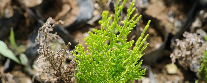 侧柏-柏科侧柏属