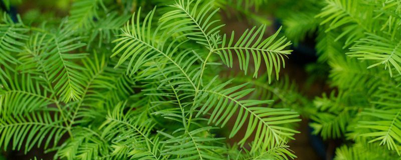 水杉-柏科水杉属