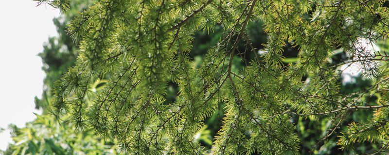 金钱松-松科金钱松属