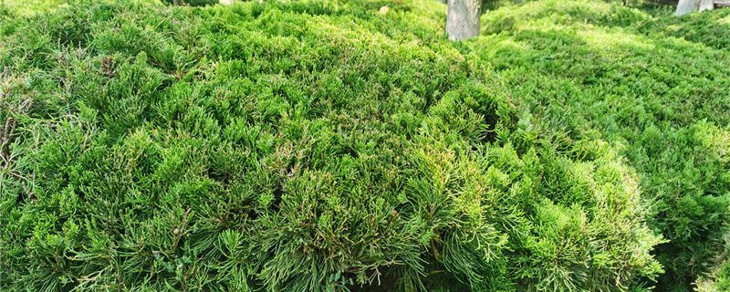 龙柏-柏科刺柏属