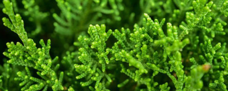 铺地柏-柏科刺柏属