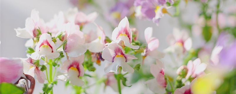 龙面花-玄参科龙面花属