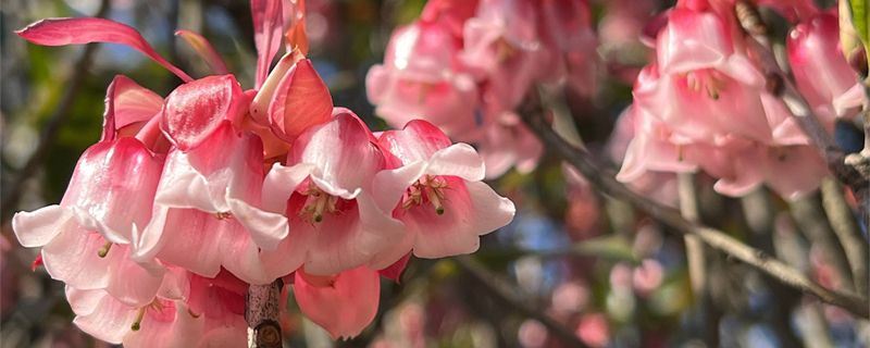 吊钟花-杜鹃花科吊钟花属