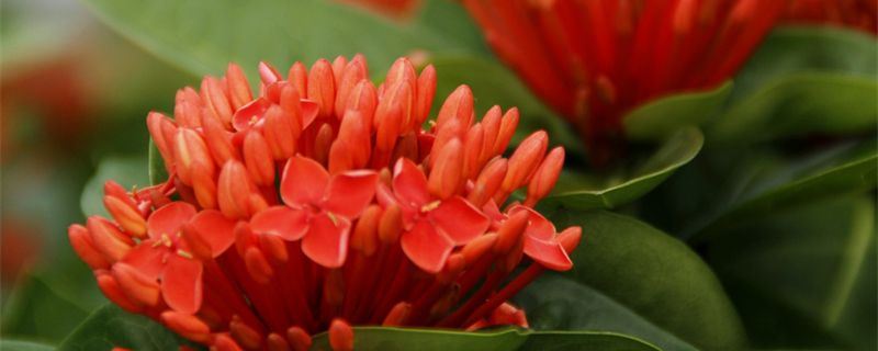 龙船花-茜草科龙船花属