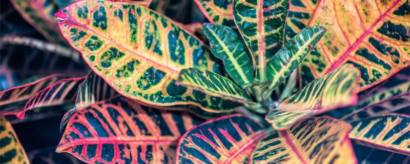 变叶木-大戟科变叶木属