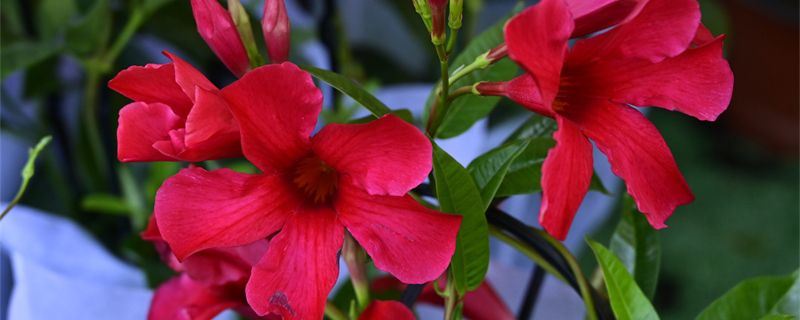 红蝉花-夹竹桃科飘香藤属