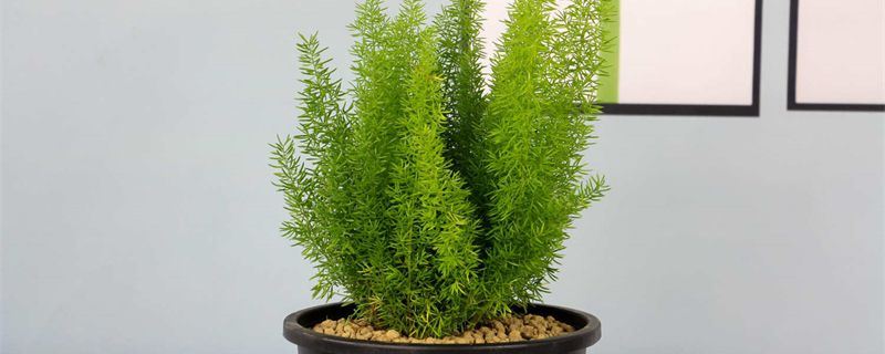 狐尾天门冬-天门冬科天门冬属