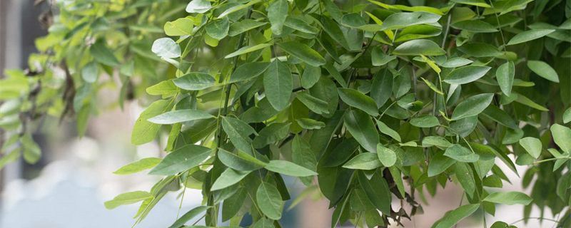 龙爪槐-豆科槐属