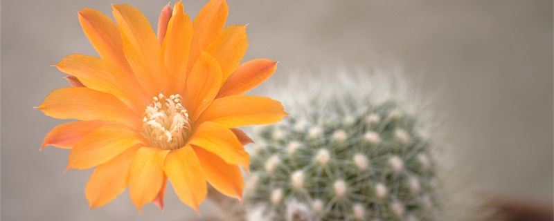 彩草仙人球-仙人掌科仙人球属