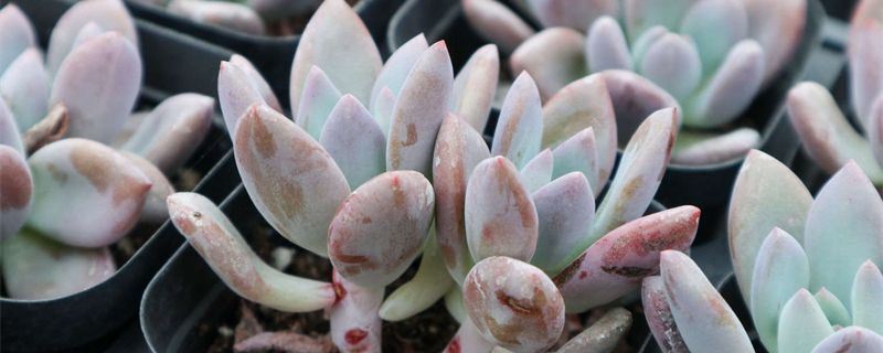 奥普琳娜-景天科风车石莲属