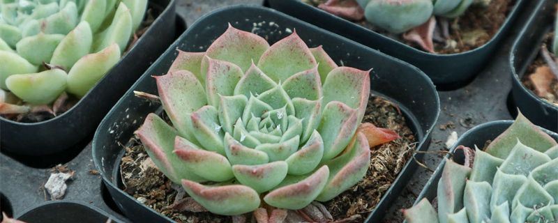 海琳娜-景天科拟石莲花属