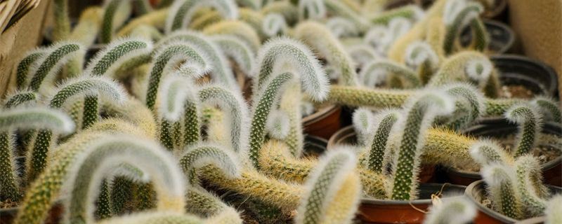 猴尾柱-仙人掌科管花柱属