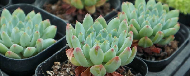 蓝苹果-景天科景天属