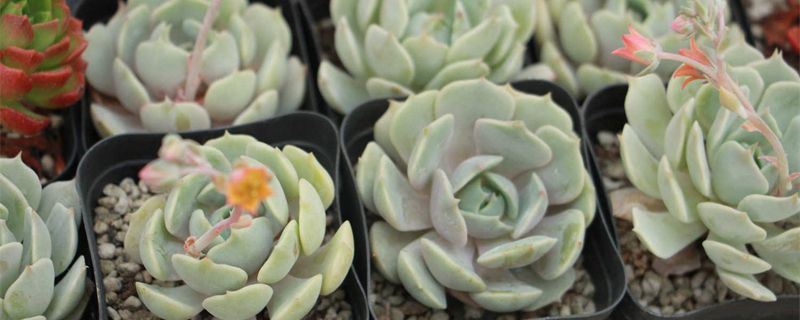 吉娃莲-景天科拟石莲花属